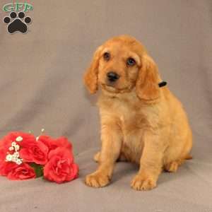 Nick, Miniature Golden Retriever Puppy