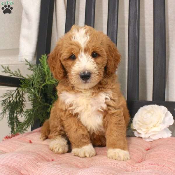 Rolland, Mini Goldendoodle Puppy