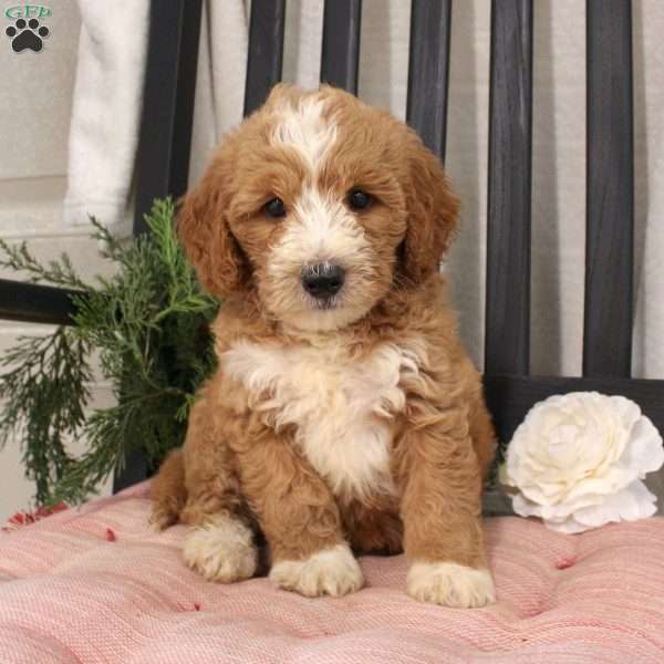 Reggie, Mini Goldendoodle Puppy