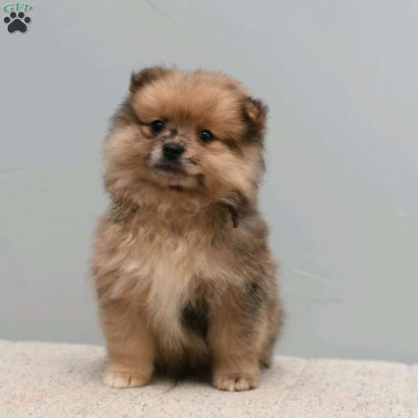 Bailey, Pomeranian Puppy