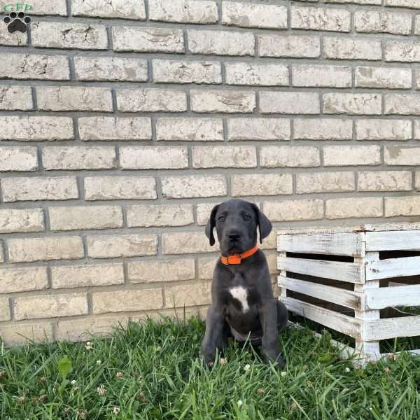 Sally, Great Dane Puppy