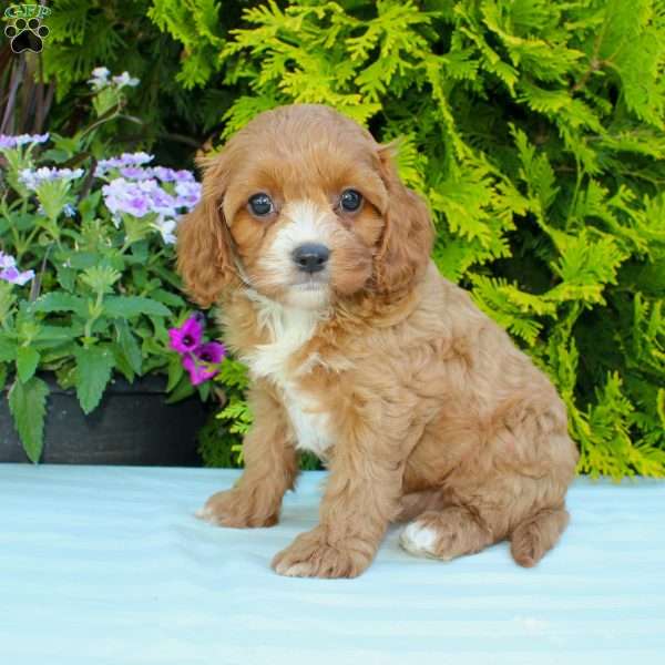 Cathy, Cavapoo Puppy