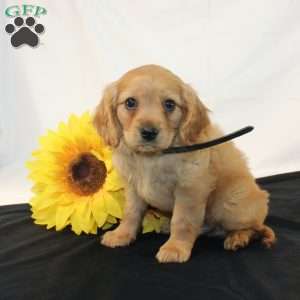 Zaine, Miniature Golden Retriever Puppy