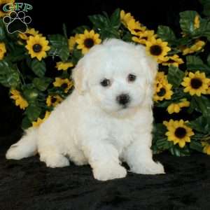 Applebud, Bichon Frise Puppy