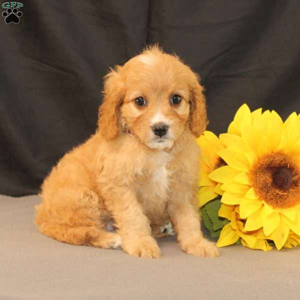 Karla, Cavapoo Puppy