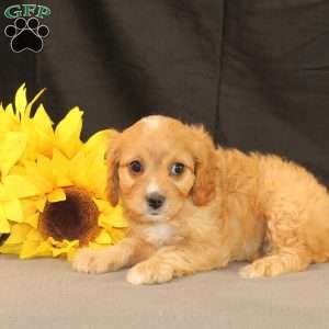 Kim, Cavapoo Puppy