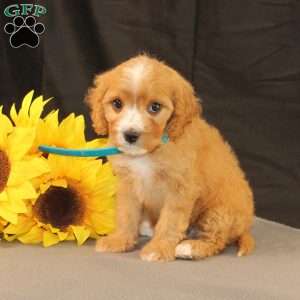 Kyle, Cavapoo Puppy