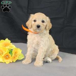 Dewdrop, Golden Cavadoodle Puppy