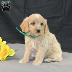 Dream, Golden Cavadoodle Puppy