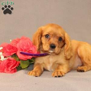 Nicole, Miniature Golden Retriever Puppy