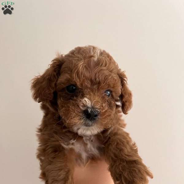 Luna, Cavapoo Puppy