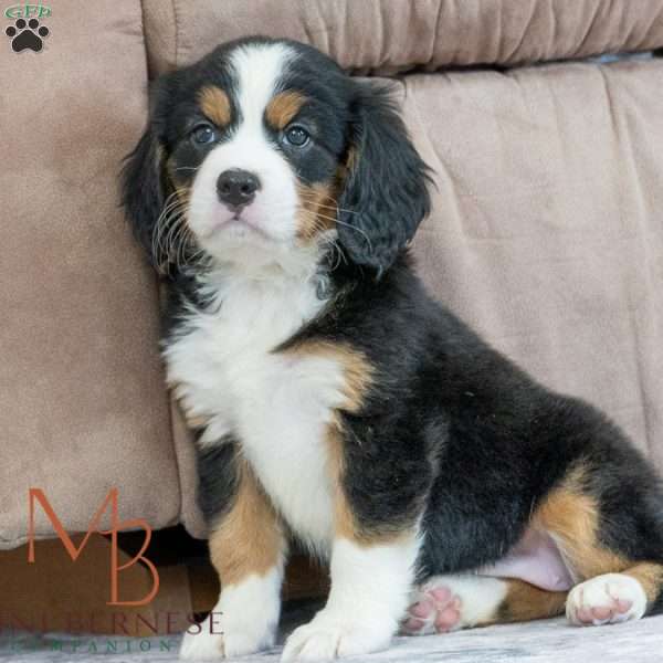 Kiwi, Miniature Bernese Mountain Dog Puppy