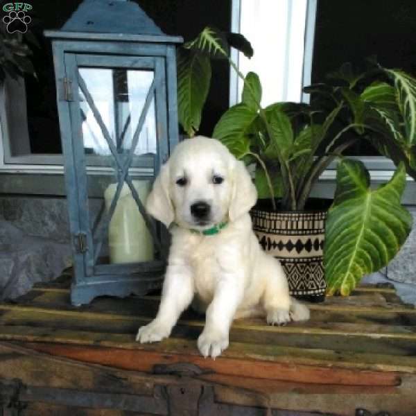 Ranger, English Cream Golden Retriever Puppy