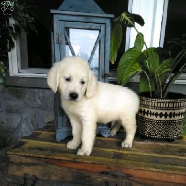 Remi, English Cream Golden Retriever Puppy