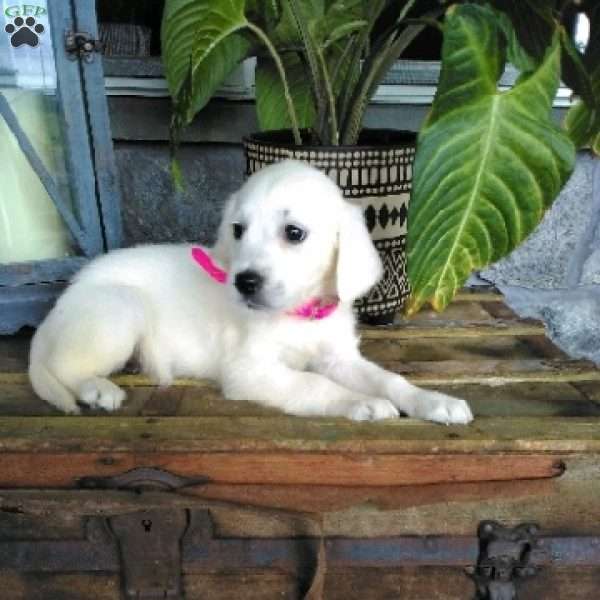 Rose, English Cream Golden Retriever Puppy