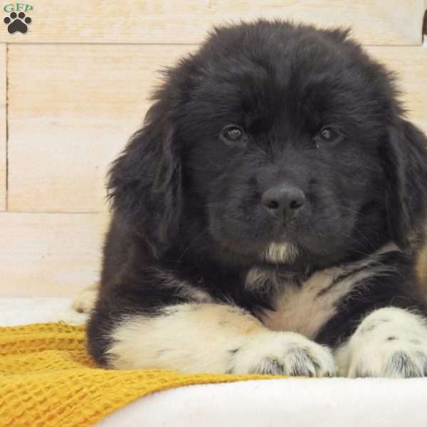 Everest, Newfoundland Puppy