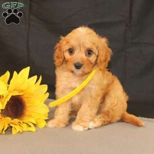 Kelly, Cavapoo Puppy