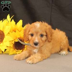 Kody, Cavapoo Puppy