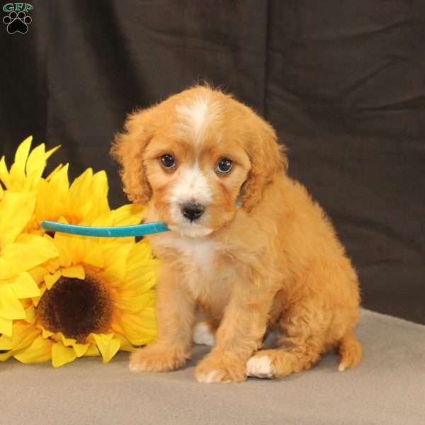 Kyle, Cavapoo Puppy