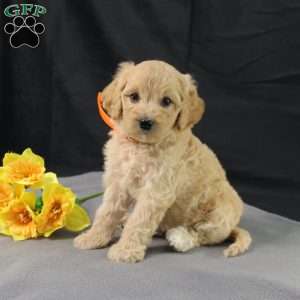 Dewdrop, Golden Cavadoodle Puppy