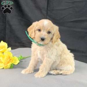 Dream, Golden Cavadoodle Puppy