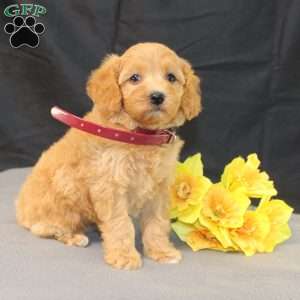 Dana, Golden Cavadoodle Puppy