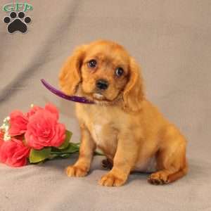 Nicole, Miniature Golden Retriever Puppy