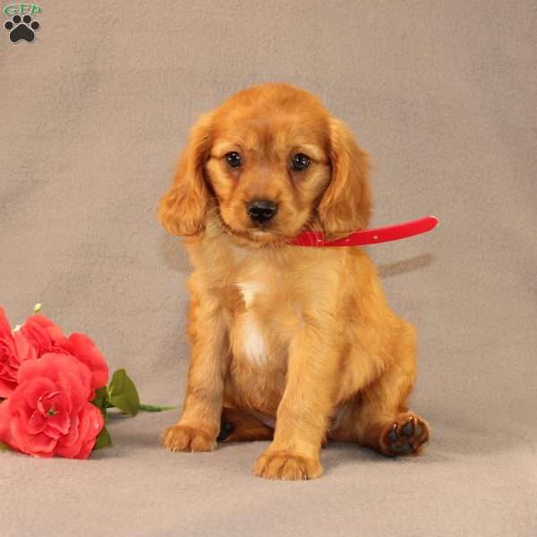 Nan, Miniature Golden Retriever Puppy