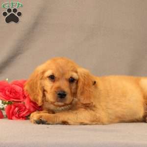 Nick, Miniature Golden Retriever Puppy