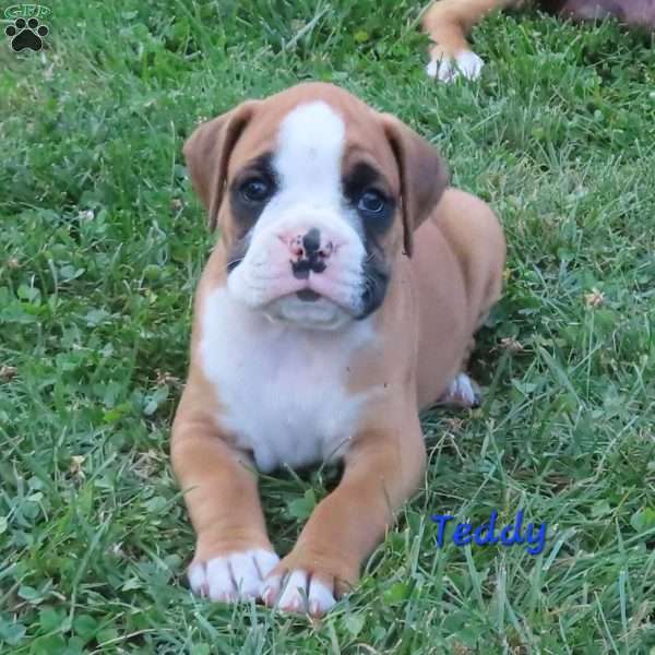 Teddy, Boxer Puppy