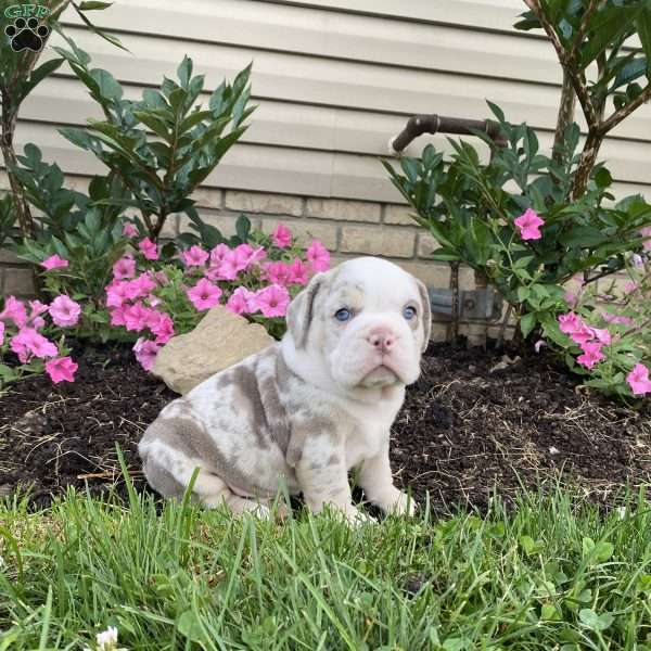 Diesel, Beabull Puppy