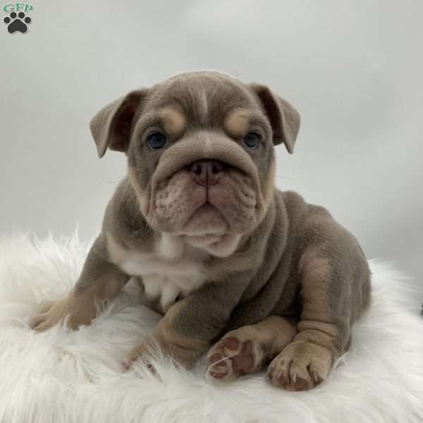 Penny, English Bulldog Puppy