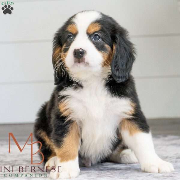 Kit, Miniature Bernese Mountain Dog Puppy