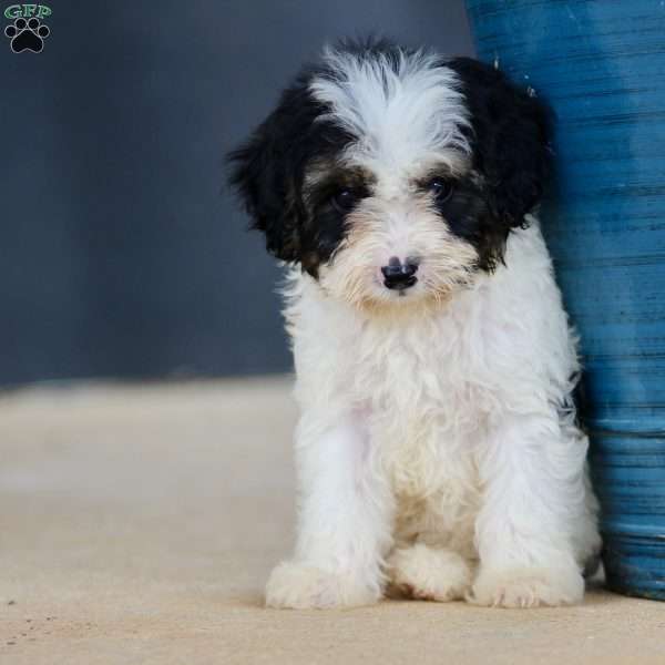 Wayne, Cavapoo Puppy