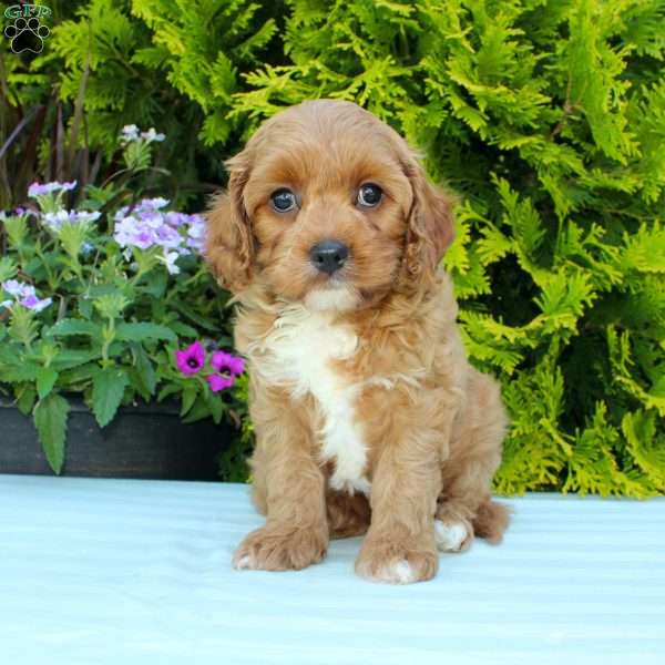 Carly, Cavapoo Puppy