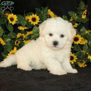 Applebud, Bichon Frise Puppy