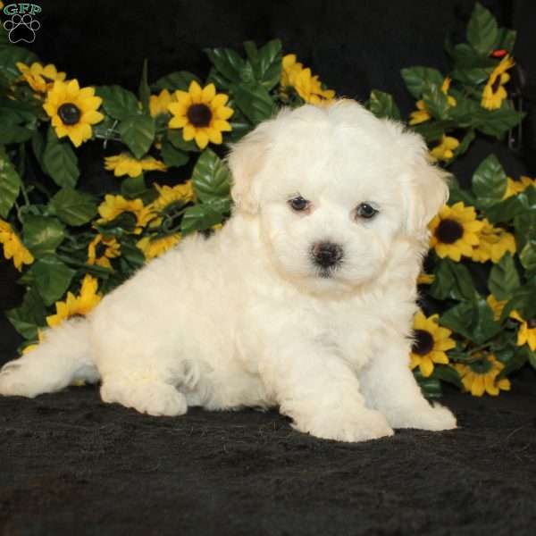 Applebud, Bichon Frise Puppy