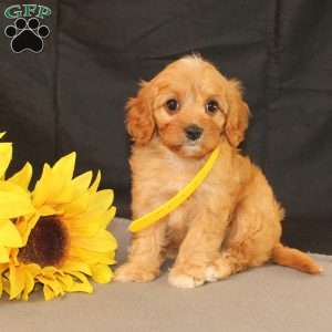 Kelly, Cavapoo Puppy