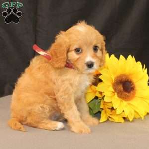 Karla, Cavapoo Puppy