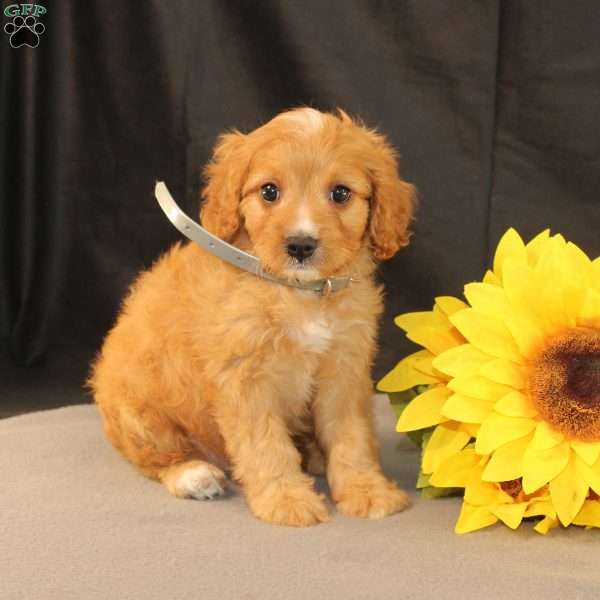 Kody, Cavapoo Puppy