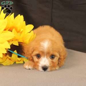 Kyle, Cavapoo Puppy