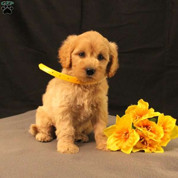 Daffodil, Golden Cavadoodle Puppy