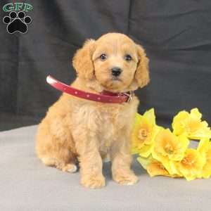 Dana, Golden Cavadoodle Puppy