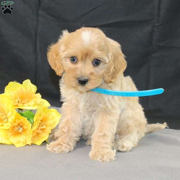 Diamond, Golden Cavadoodle Puppy