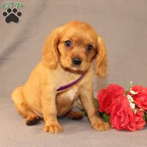 Nicole, Miniature Golden Retriever Puppy