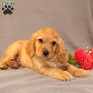 Nick, Miniature Golden Retriever Puppy