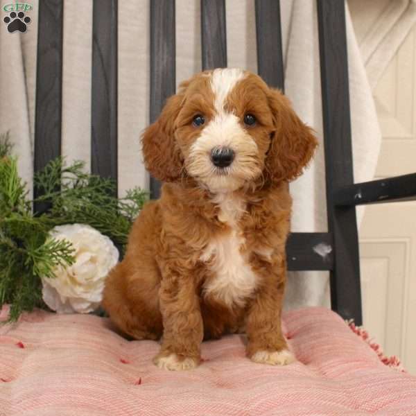 Roger, Mini Goldendoodle Puppy