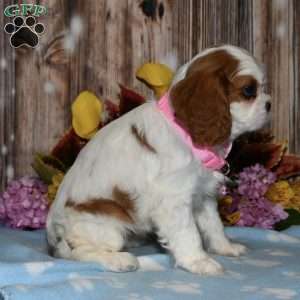 Lucy, Cavalier King Charles Spaniel Puppy