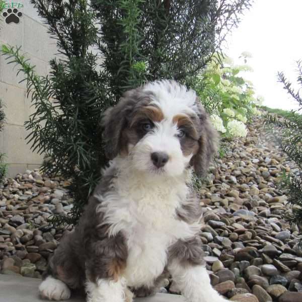 Clover, Mini Bernedoodle Puppy