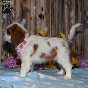 Lucy, Cavalier King Charles Spaniel Puppy